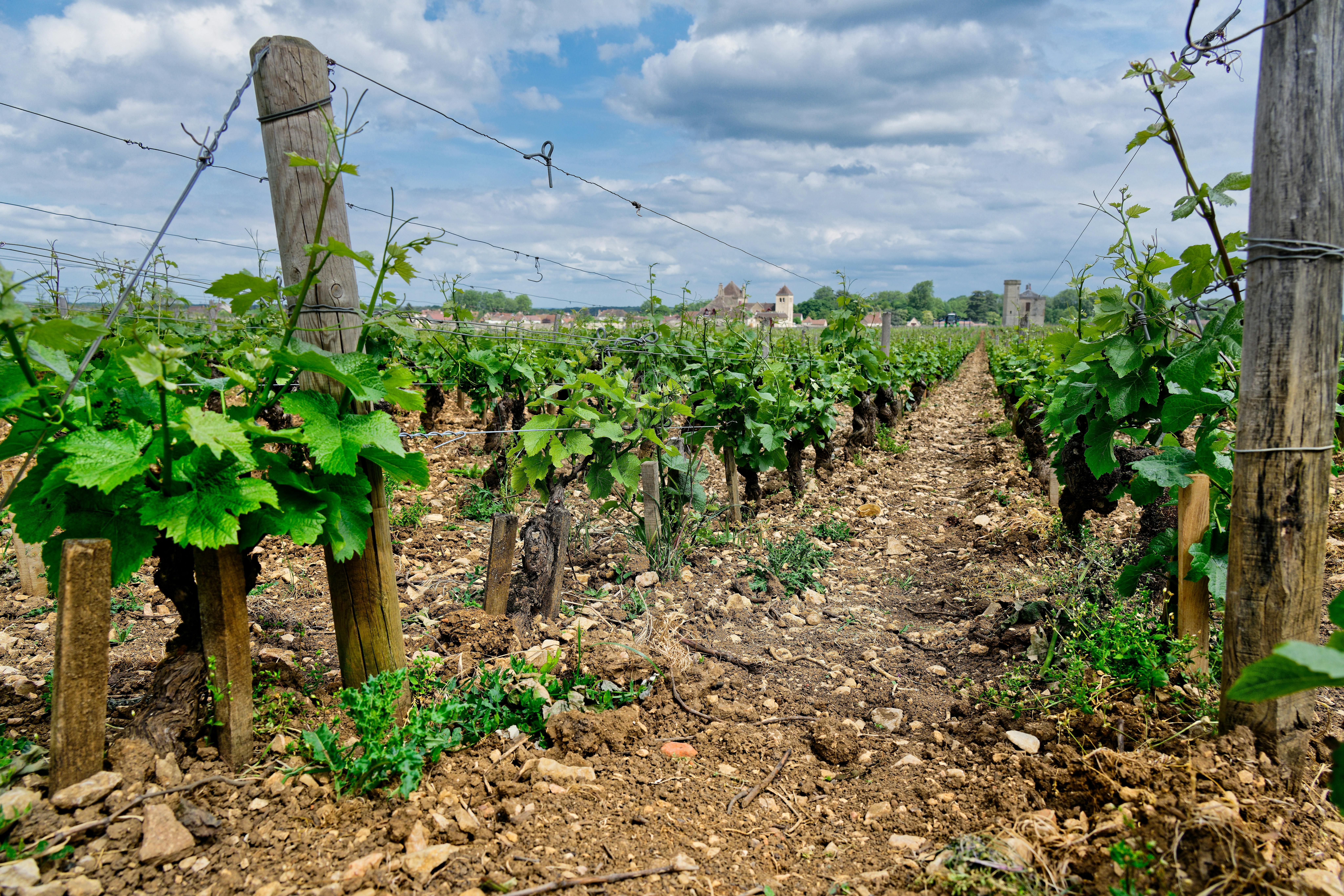 Vignes de Saint-Émilion avec l'église en arrière-plan — Bordeaux
